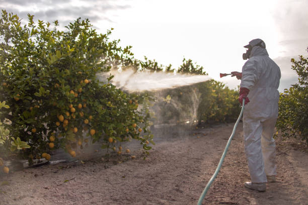 Wasp Removal Services in Apollo, PA